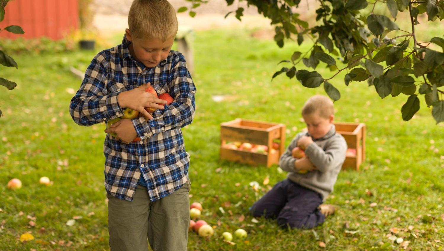 To gutter plukker epler i en hage. Den ene står og holder flere epler tett inntil seg, mens den andre sitter på gresset og legger epler i en kasse. Rundt dem ligger modne epler og grønne blader.