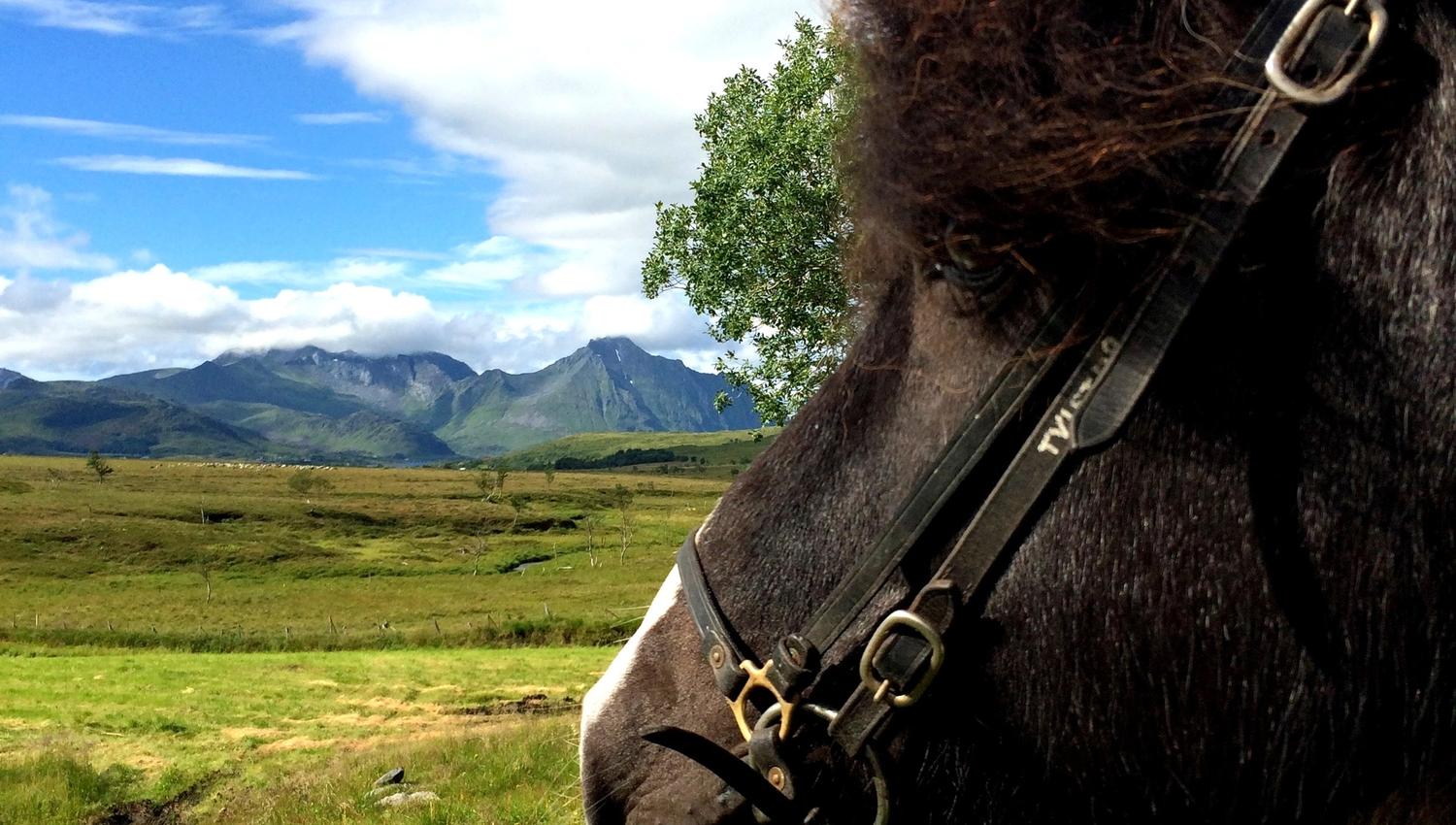 Hest i landskap