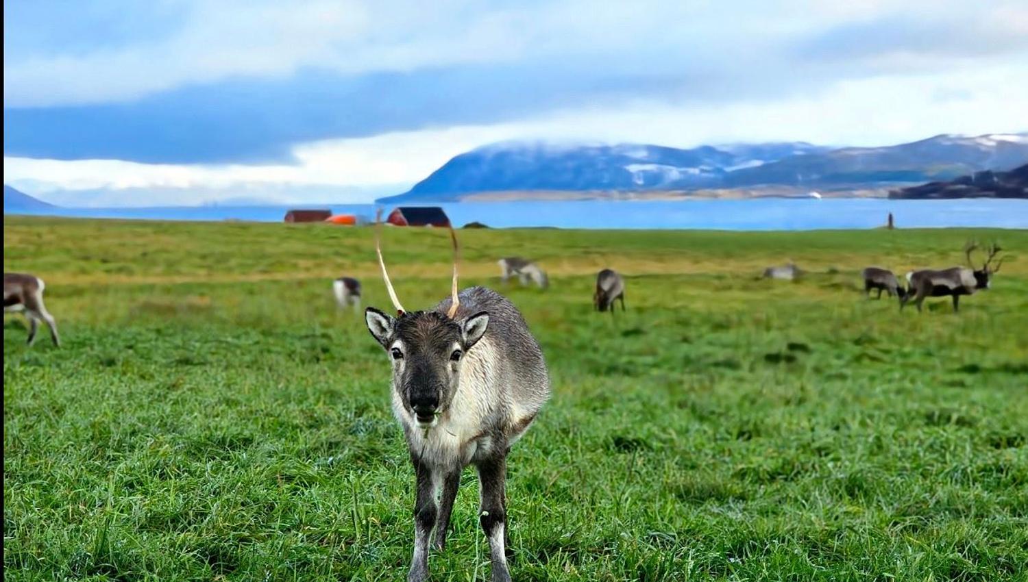 Reinsdyr
