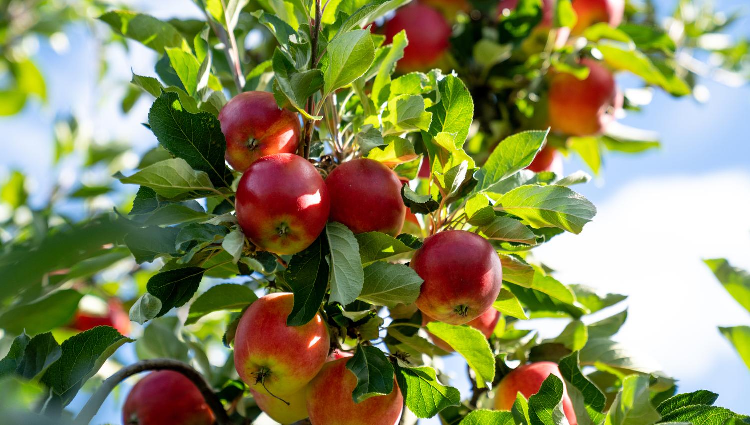 apples on a tree