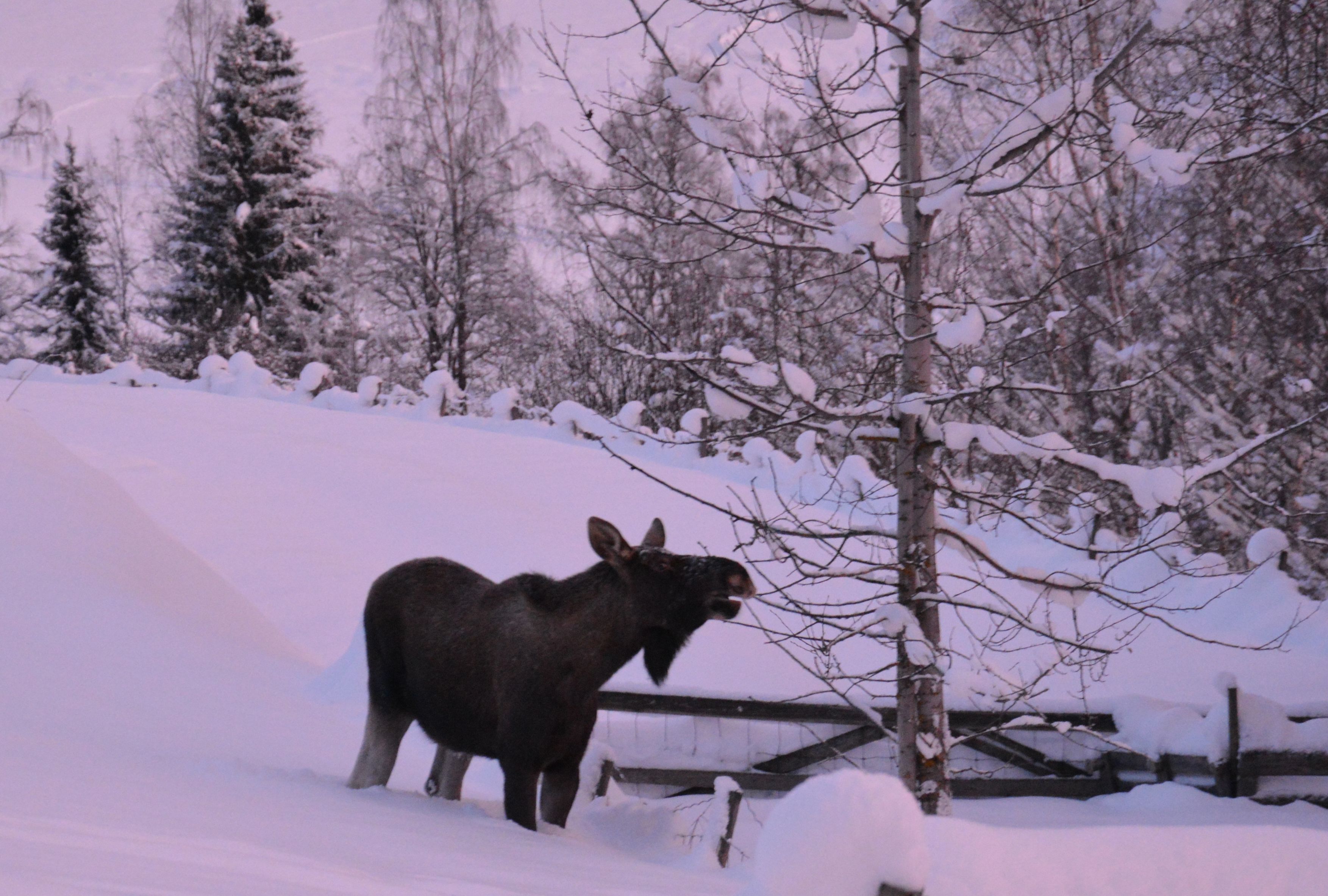 Elg leter etter mat i snøen