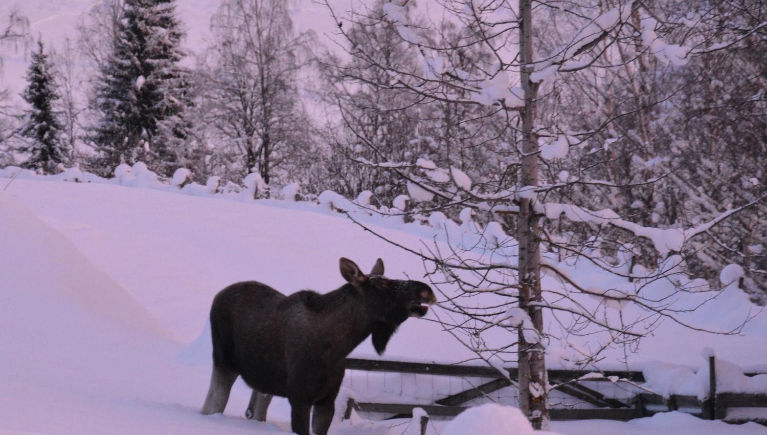 Elg leter etter mat i snøen