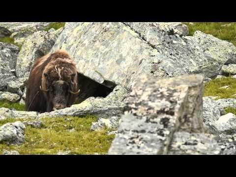 Musk ox female coming out from her cave