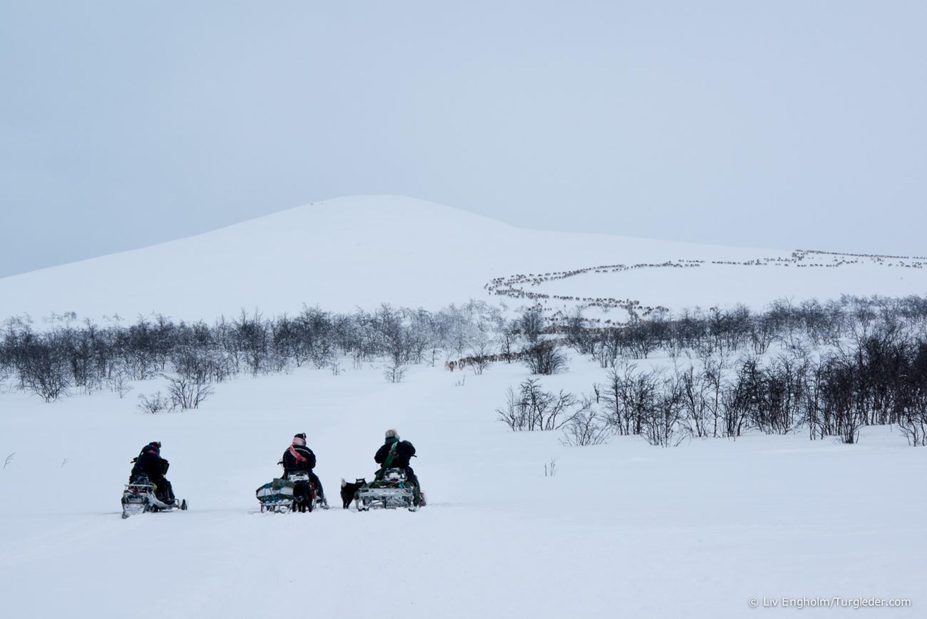 8 days - Sámi reindeer spring migration – Tour of a lifetime