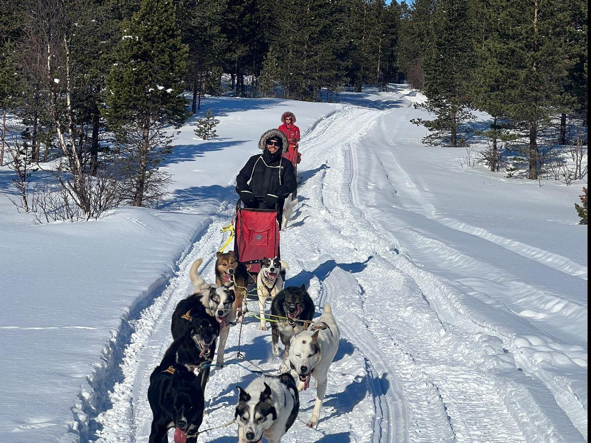 Dog Sledding in Arctic Nature