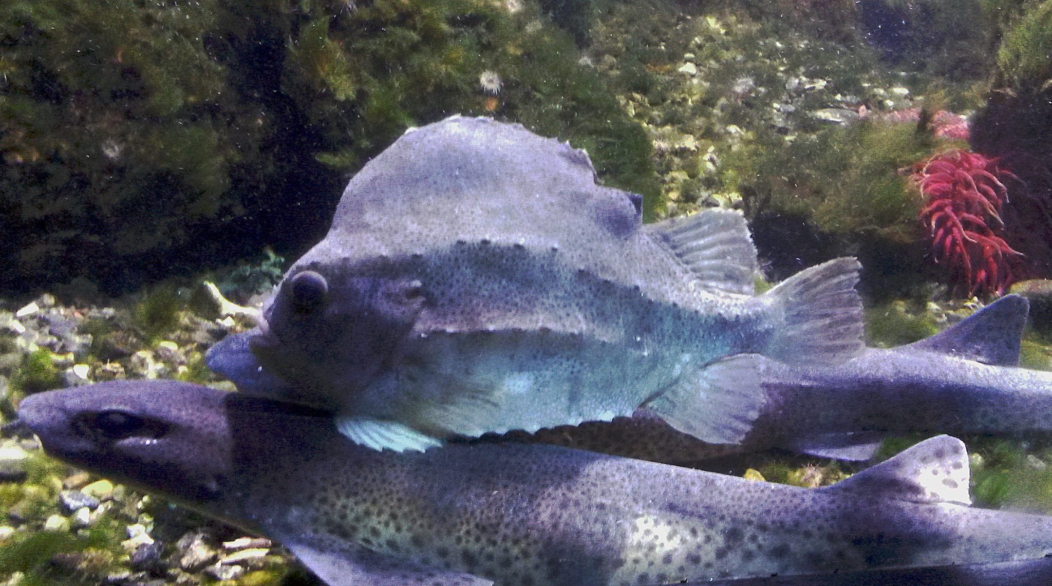 Fisk Drøbak Akvarium
