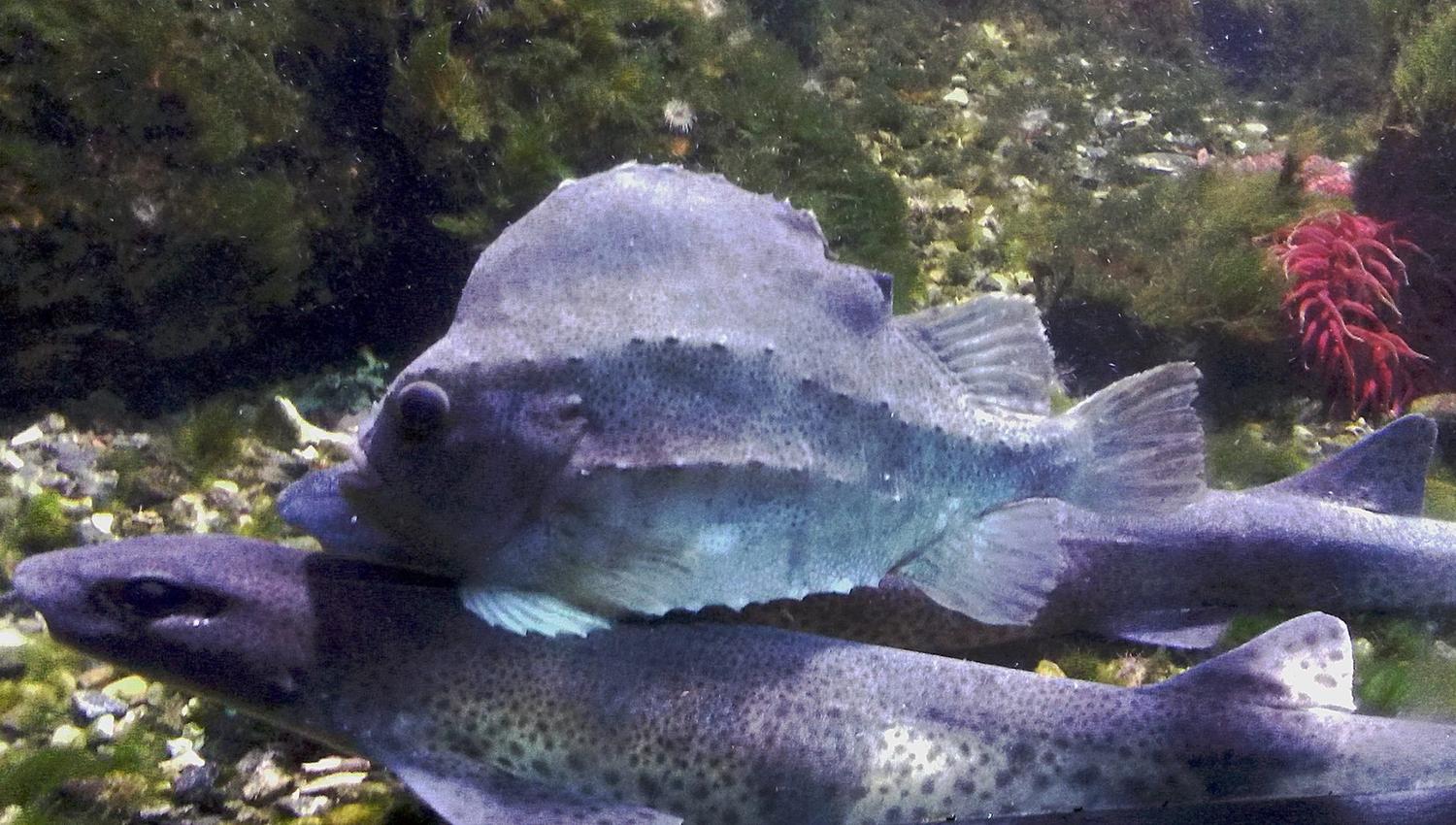 Fisk Drøbak Akvarium