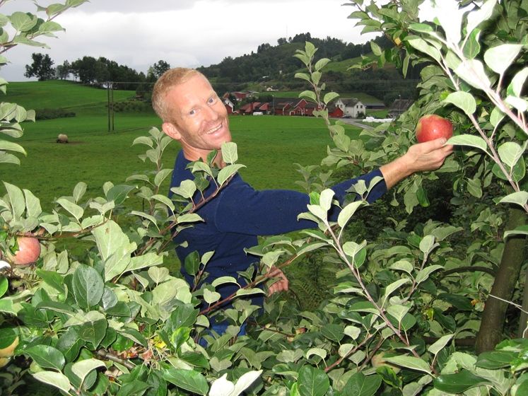 Eplehausting på Spildegarden i Hardanger.