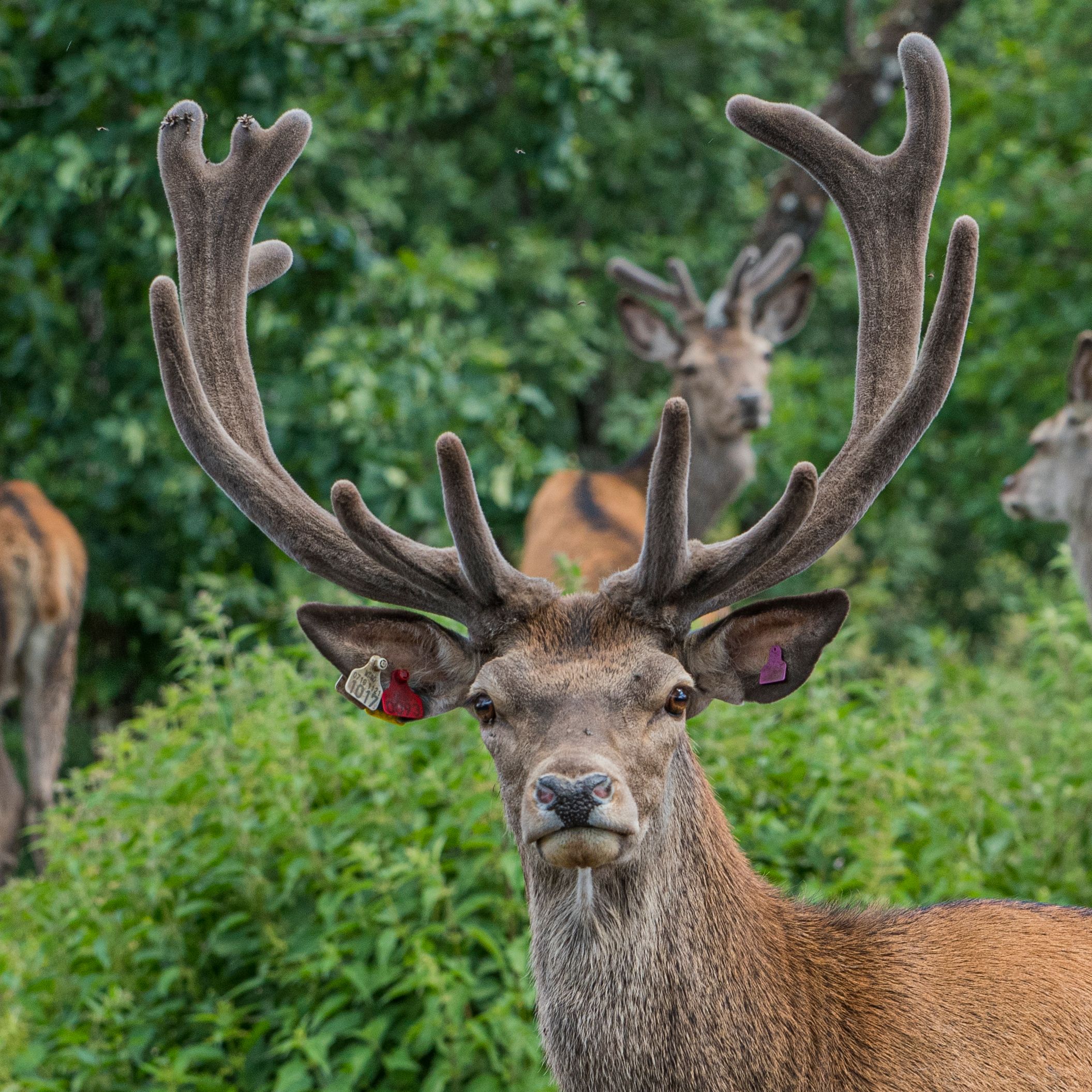 A big buck