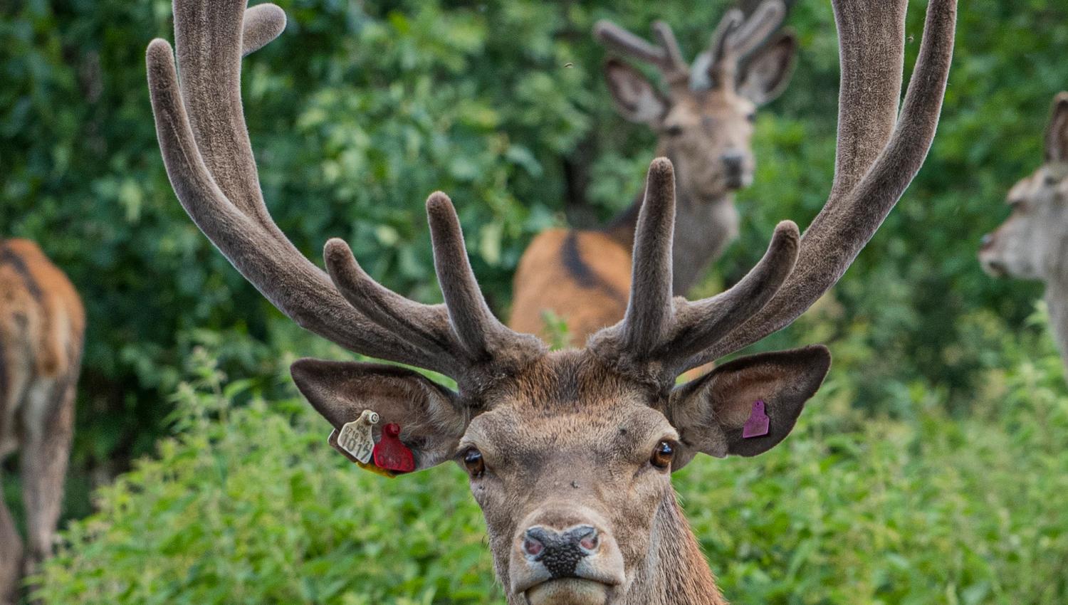 A big buck