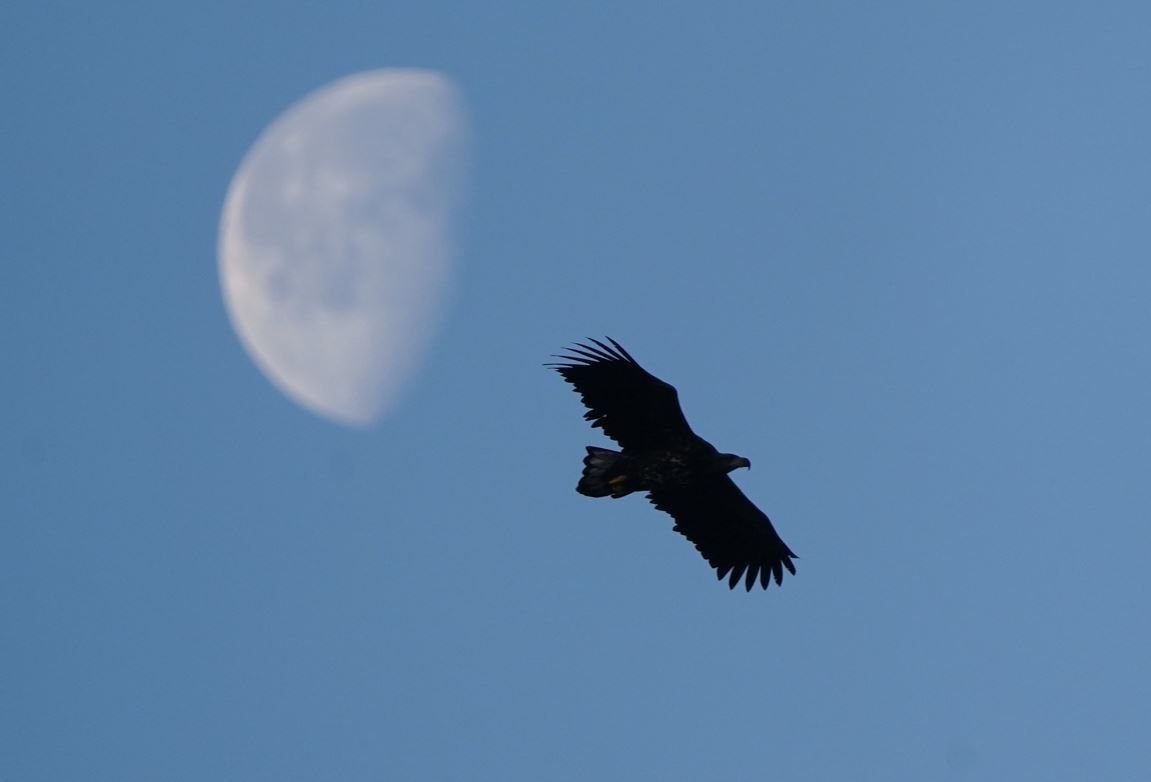 Eagle flying in the sky with the moon behind
