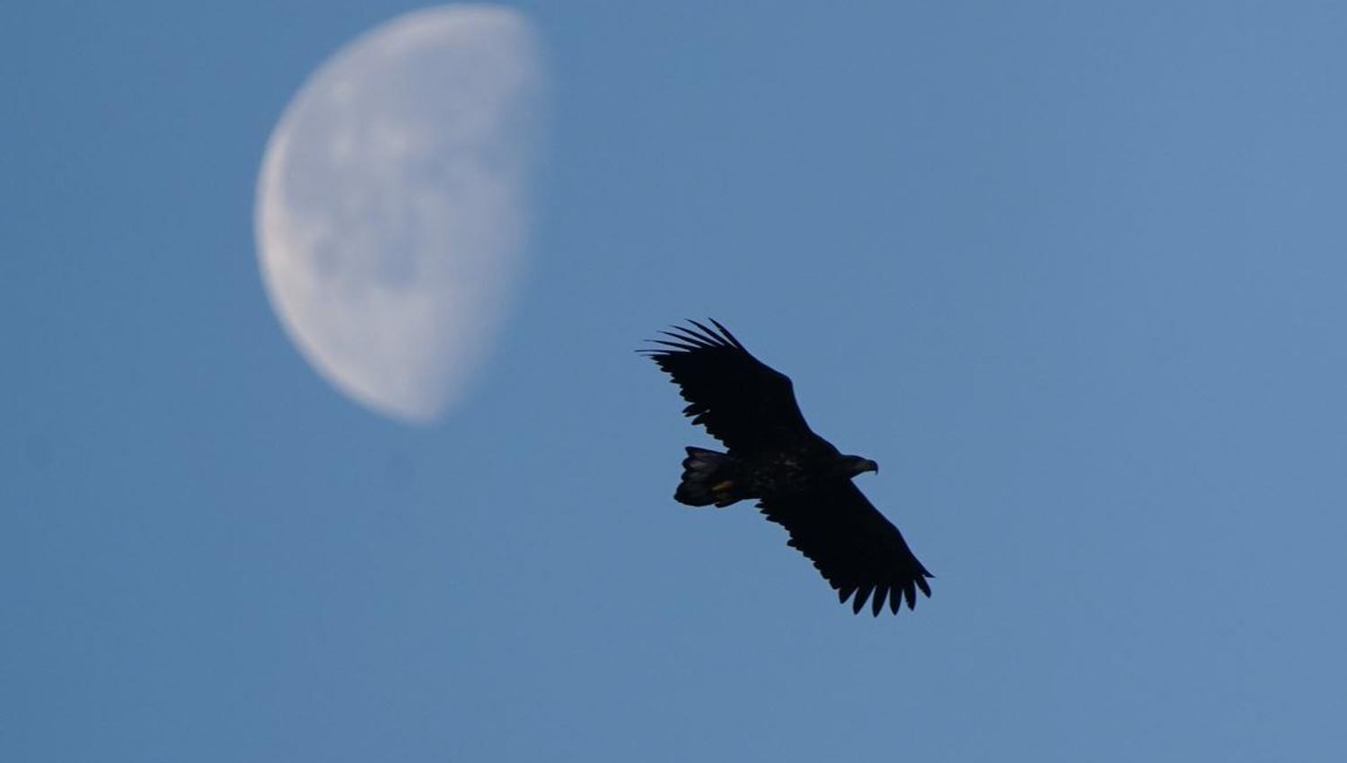 Eagle flying in the sky with the moon behind