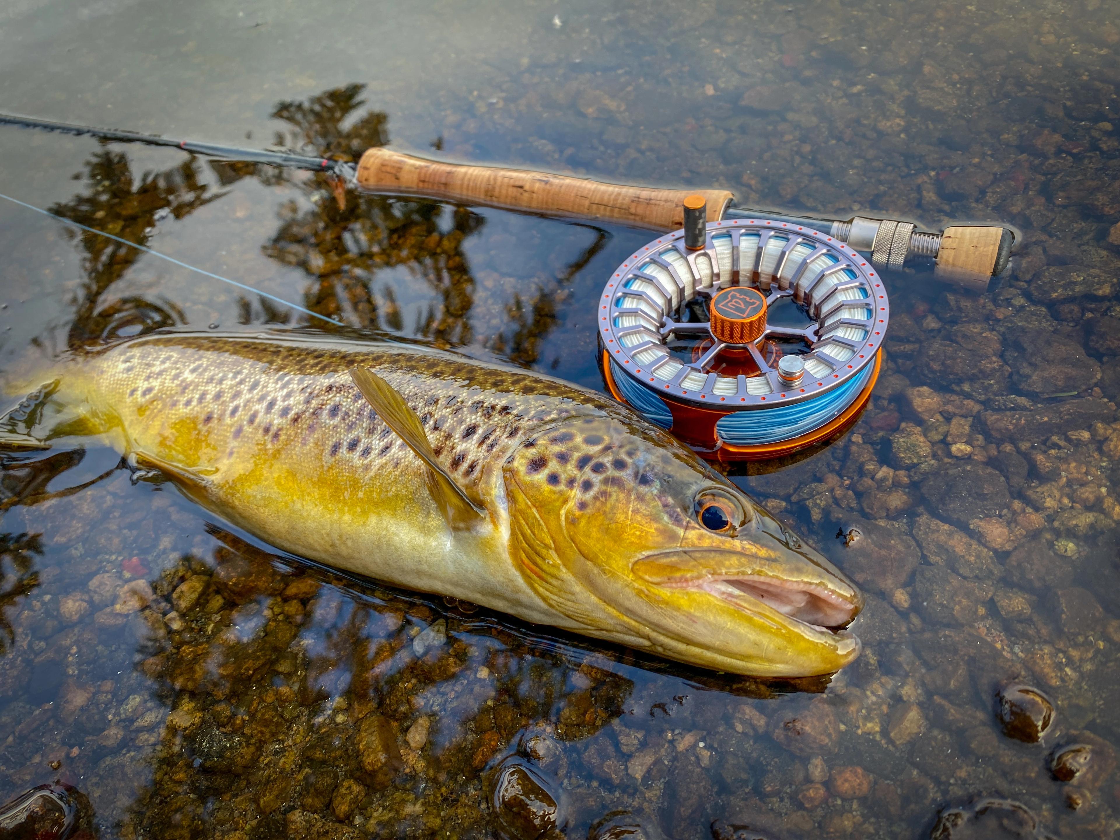 Skogsfjord sea trout - AnglerPilot (1)