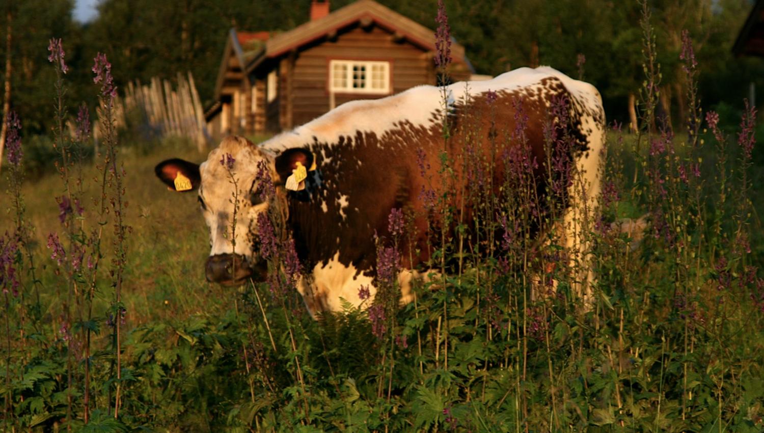 Eggensetra, seterbygda Snåsa,