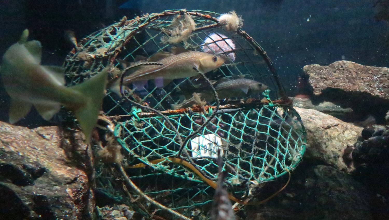 fisk i håv