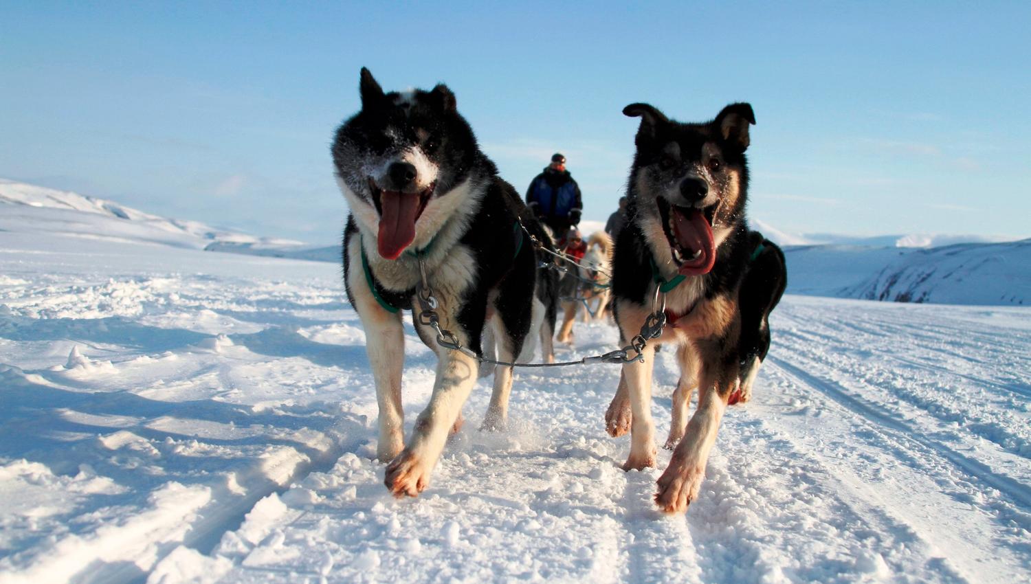 Et hundespann med fører tar seg over den snødekte tundraen. Hundespannet løper mot kameraet.
