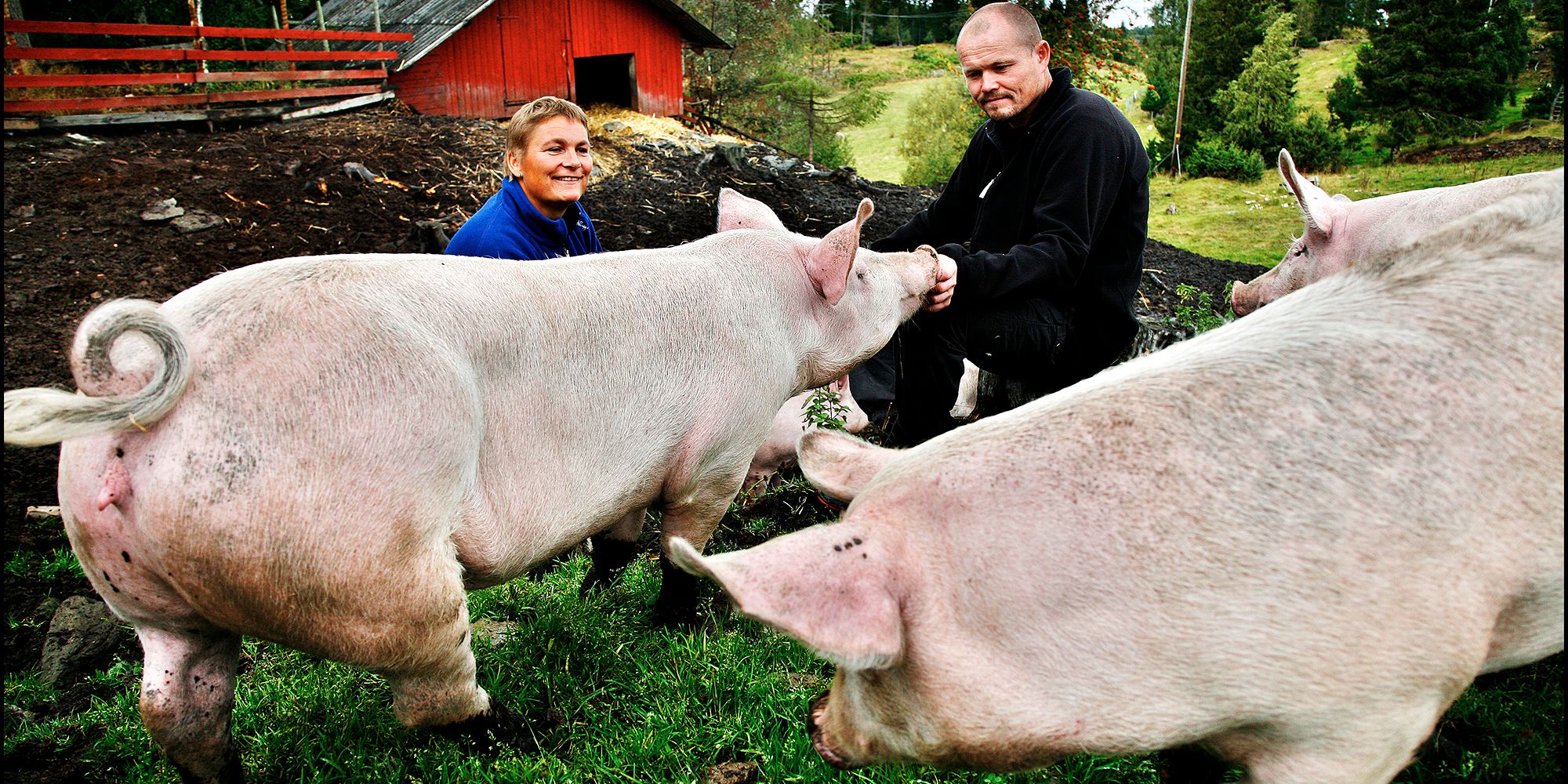 Berg Gård and Inderøy Gårdsbrenneri - the hosts with 2 of the free range pigs
