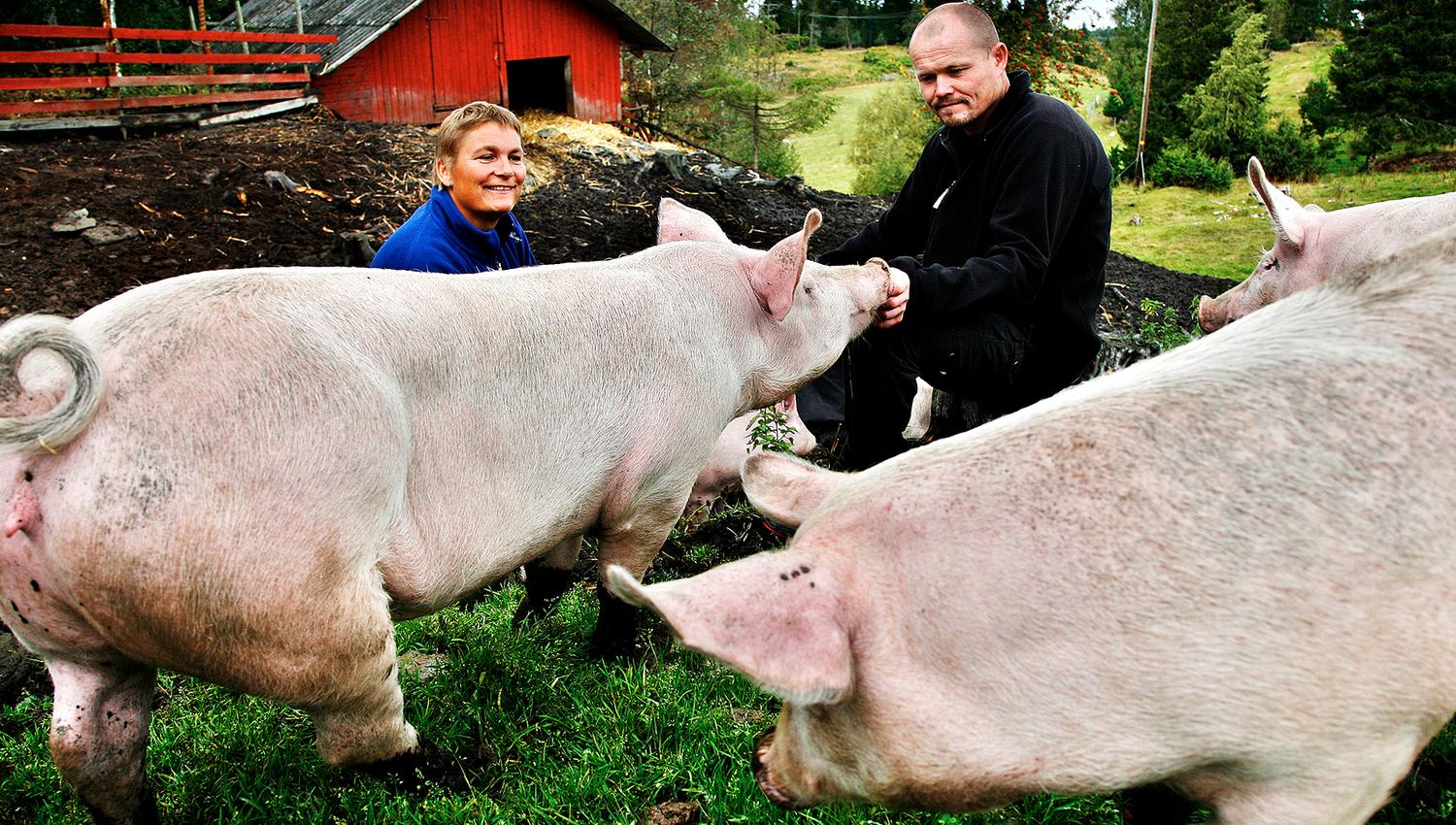 Berg Gård and Inderøy Gårdsbrenneri - the hosts with 2 of the free range pigs