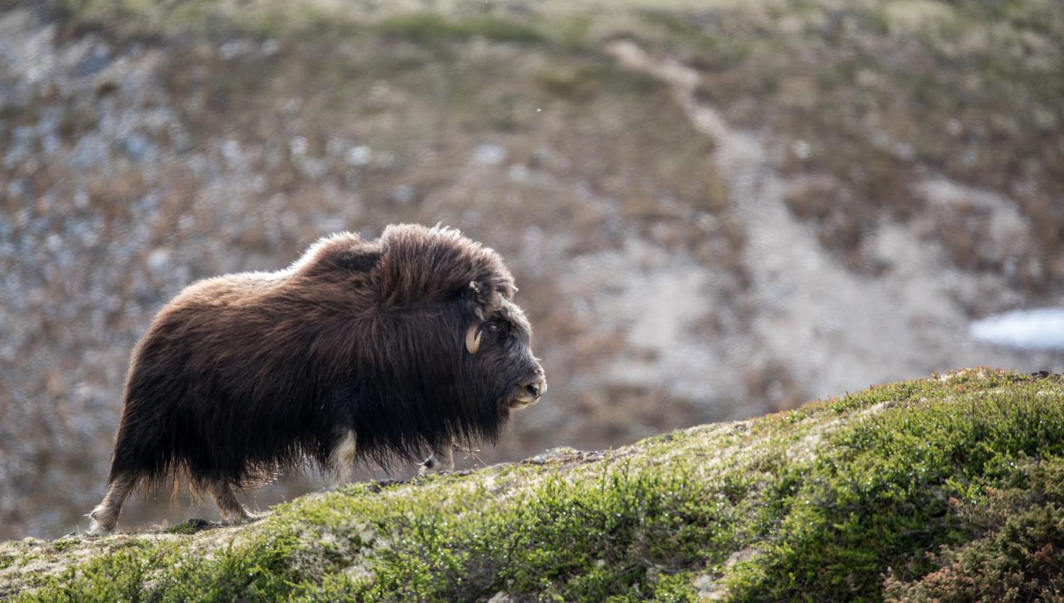 Moskussafari m/personlig guide, 2 dager