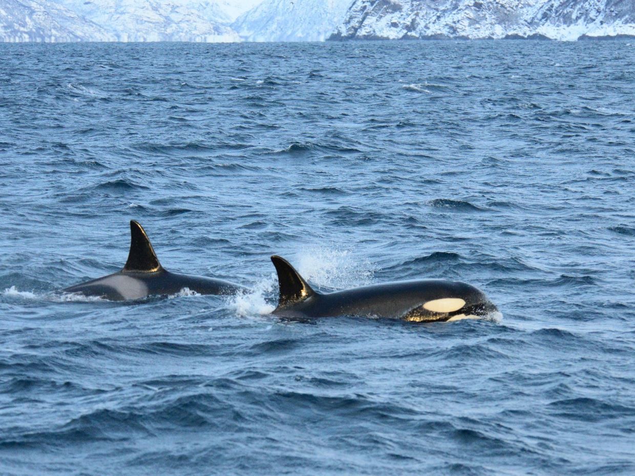 Orcas outside of Skjervøy north of Tromsø