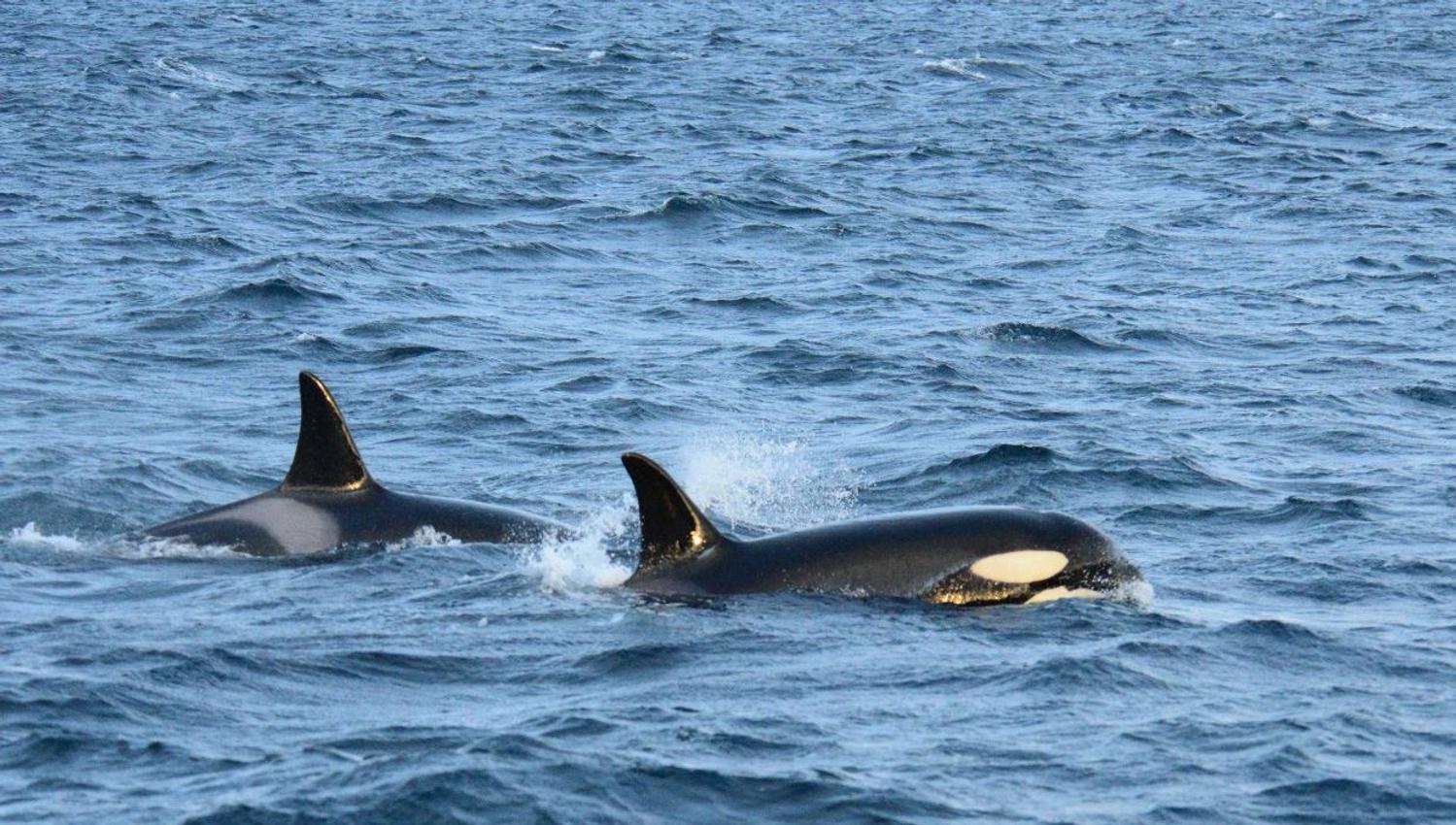 Orcas outside of Skjervøy north of Tromsø