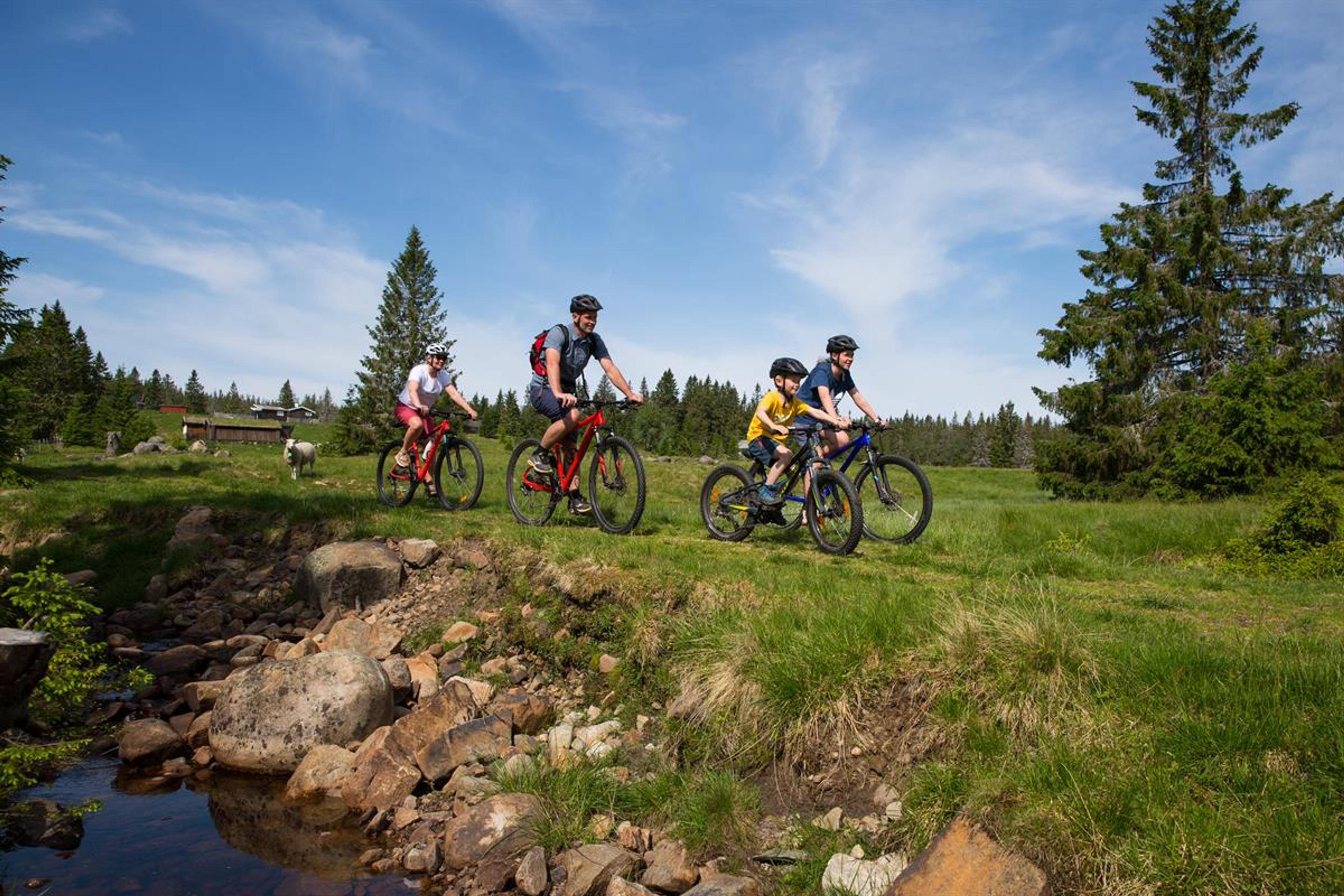 Three children and an adult on a bike ride in rural surroundings by a stream. The sun is shining.