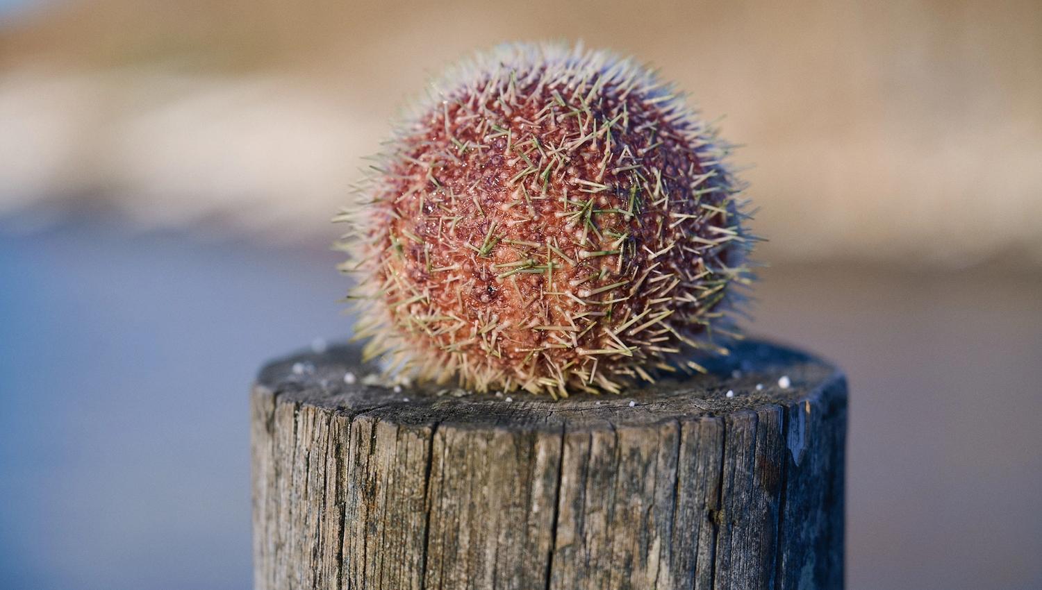 Sea Urchin