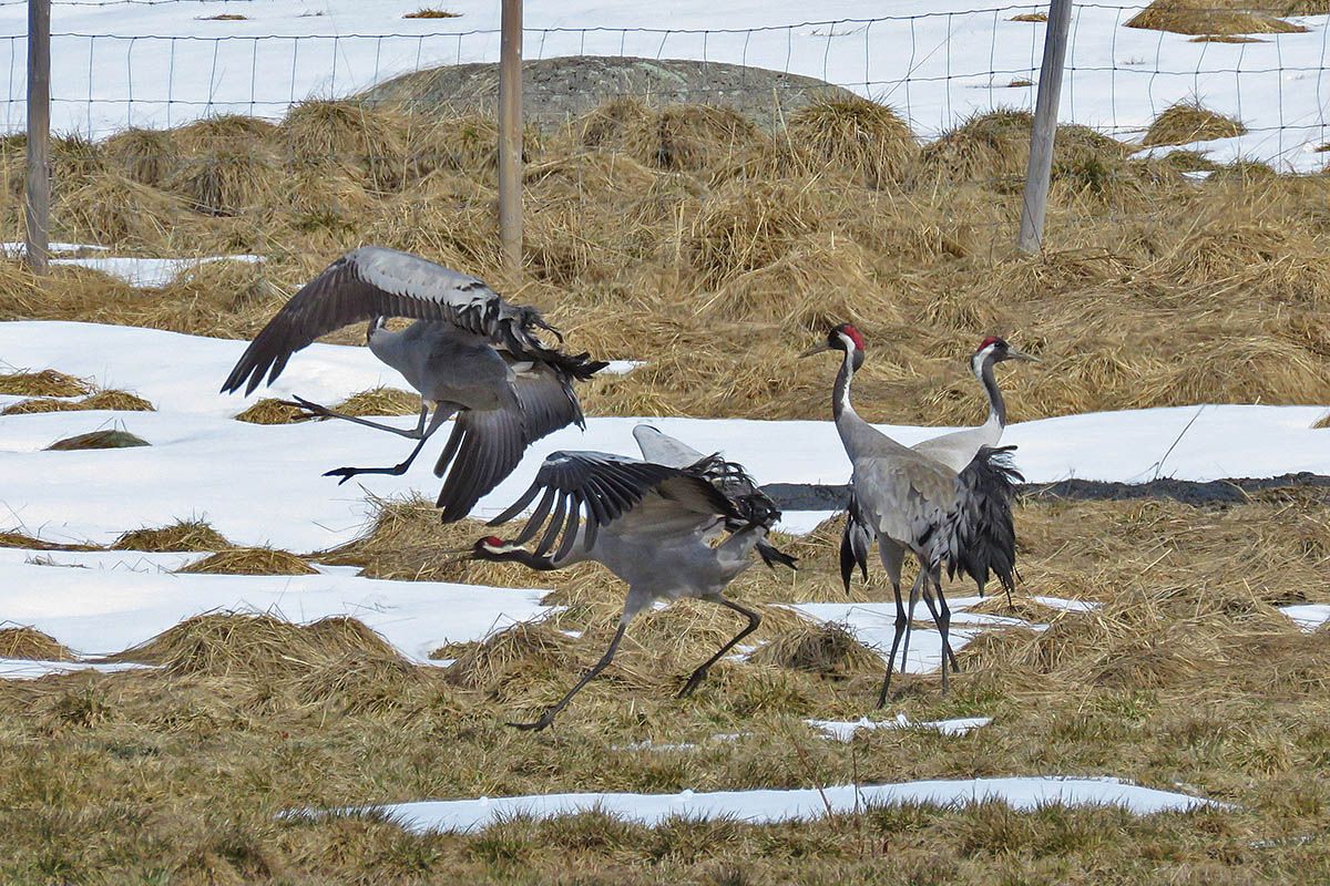 Common cranes dance on a mountain farm pasture where there are still some patches of snow.