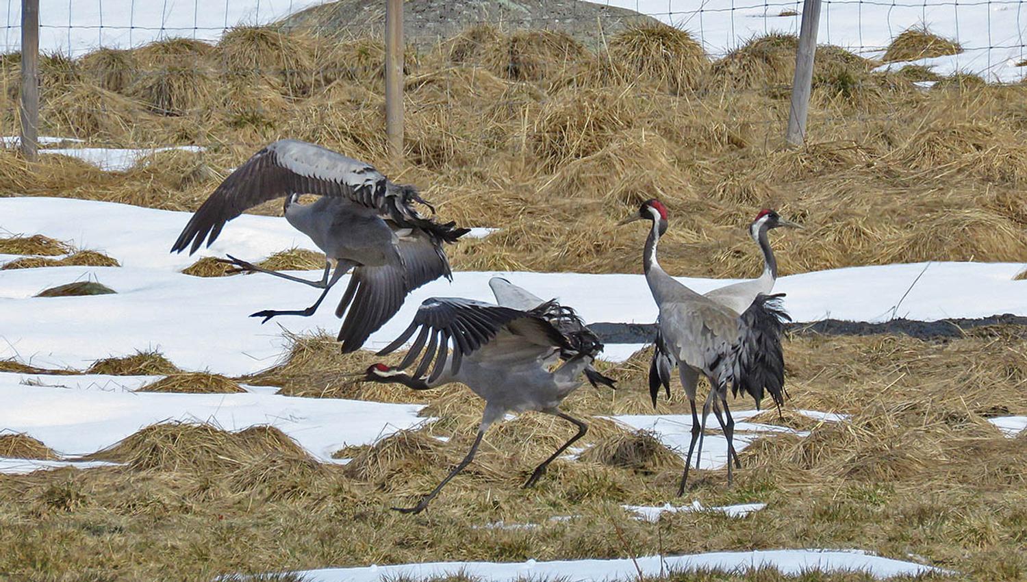 Common cranes dance on a mountain farm pasture where there are still some patches of snow.