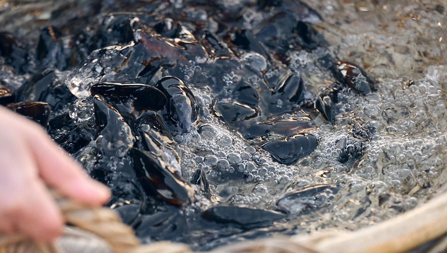 Mussels in a basket