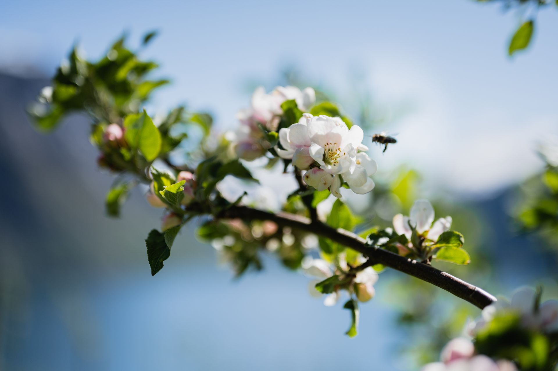 Fruktblomstring på Lingebakken