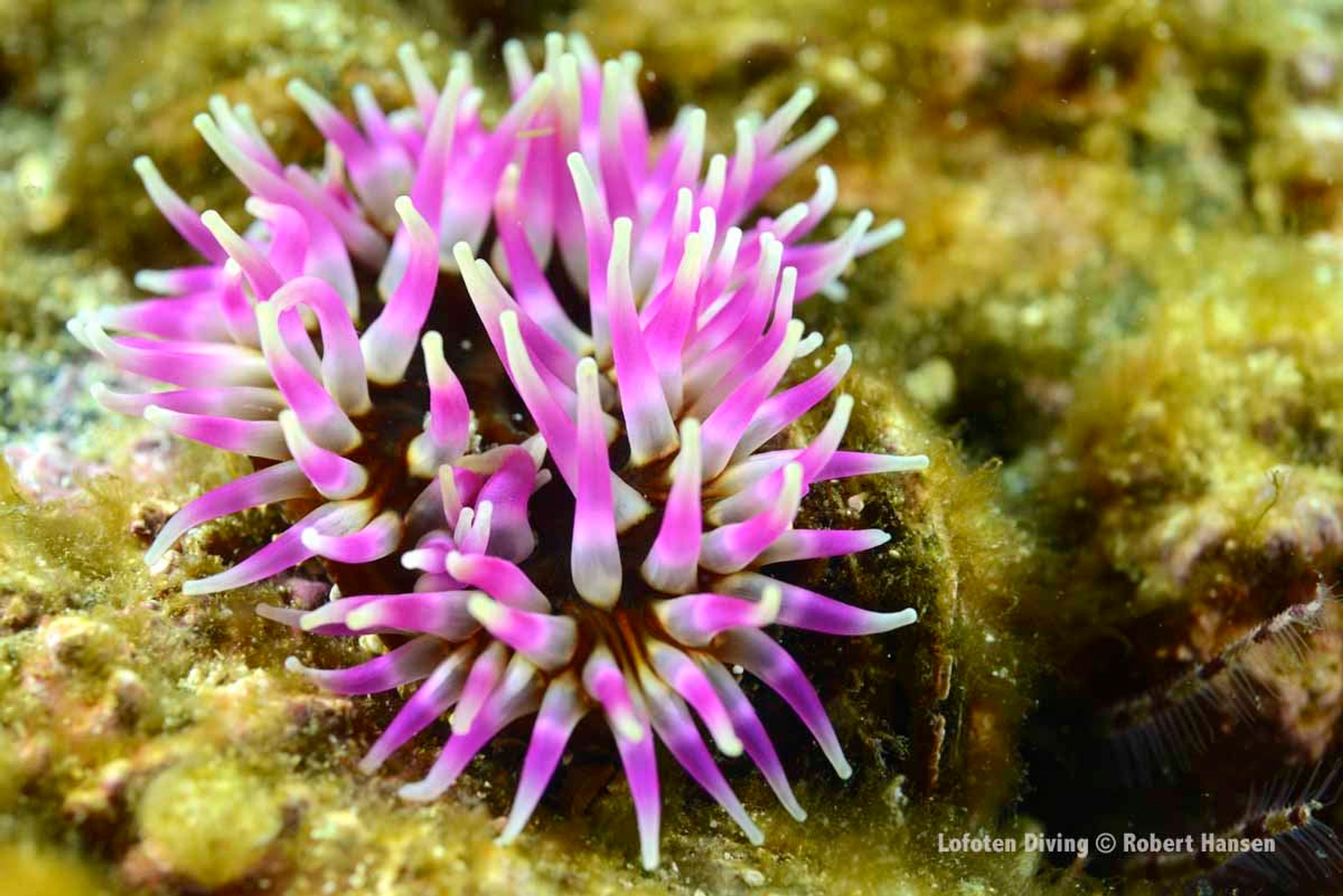 Freediving and Snorkeling with PADI 5 Star Dive Resort