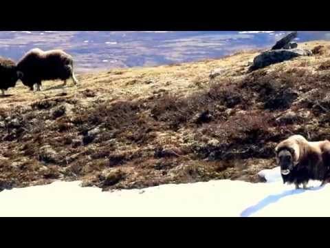 Musk ox fight in Dovrefjell