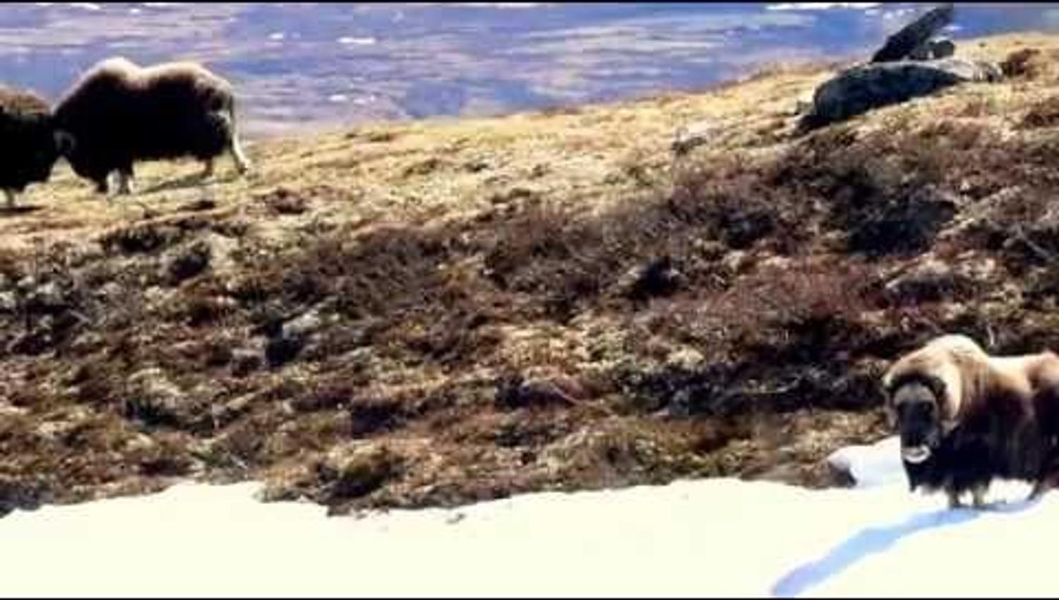 Musk ox fight in Dovrefjell