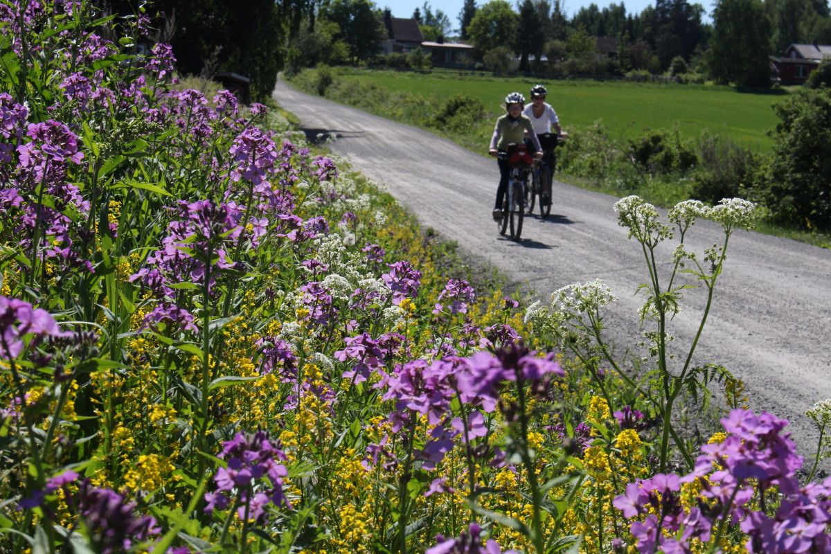 Idyllisk sykling på landeveiene på Nes & Helgøya