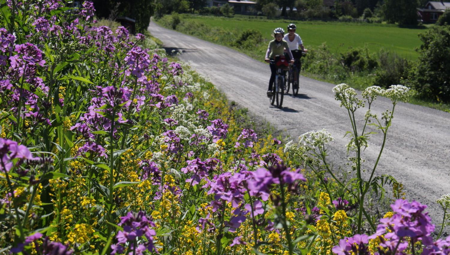 Idyllisk sykling på landeveiene på Nes & Helgøya