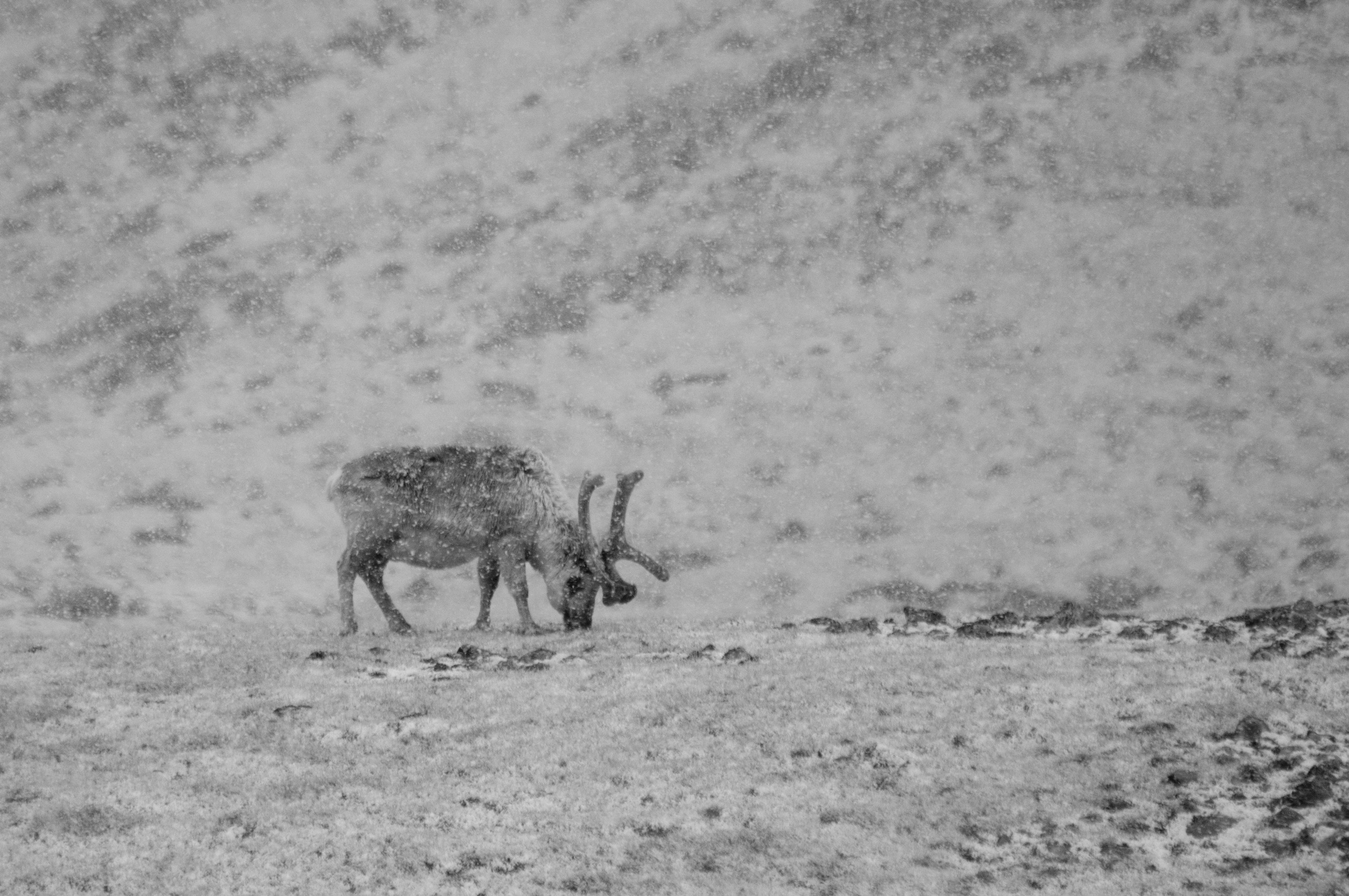 Svalbard reindeer snow