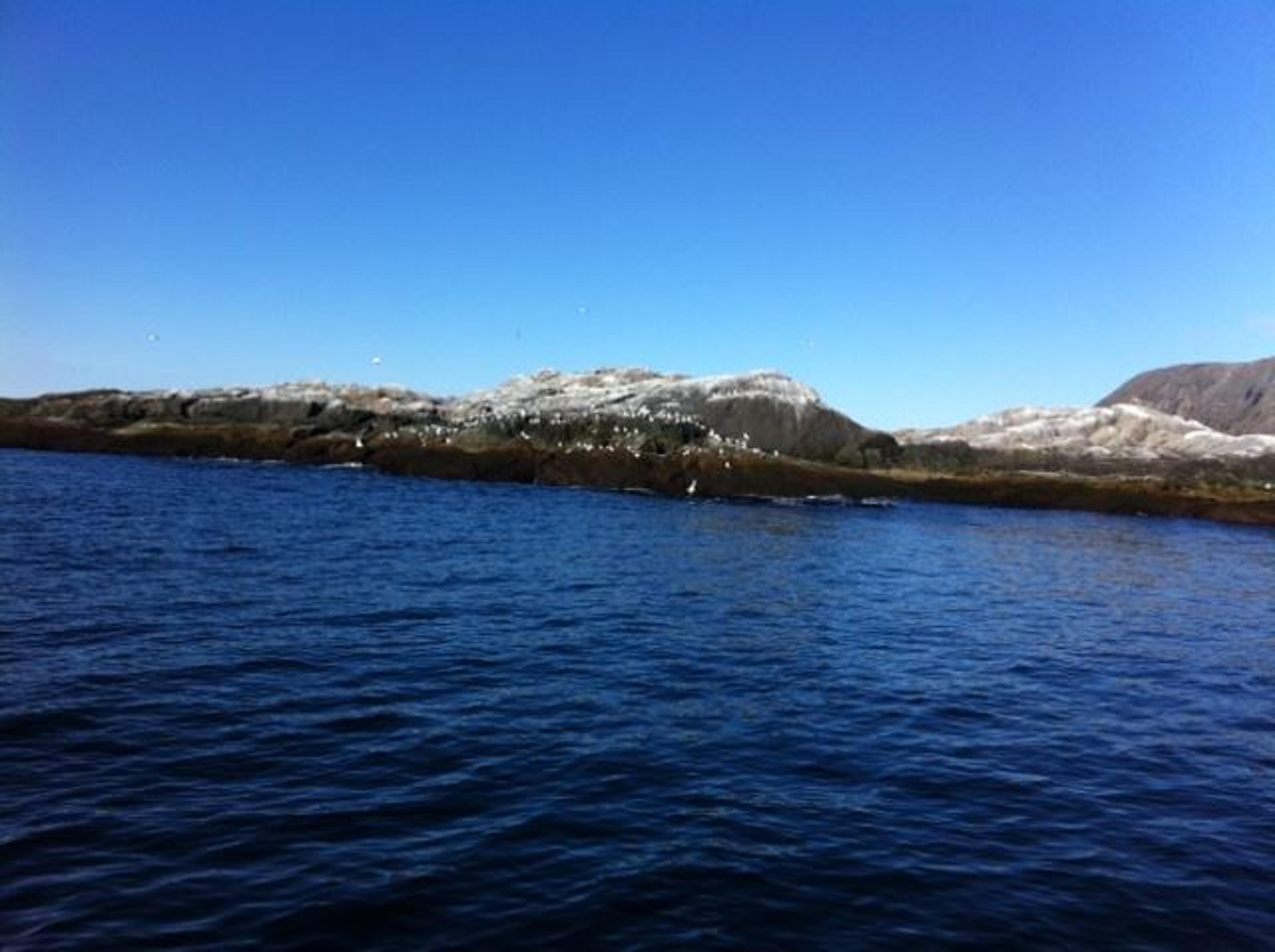 The Swimming at 71° Certificate