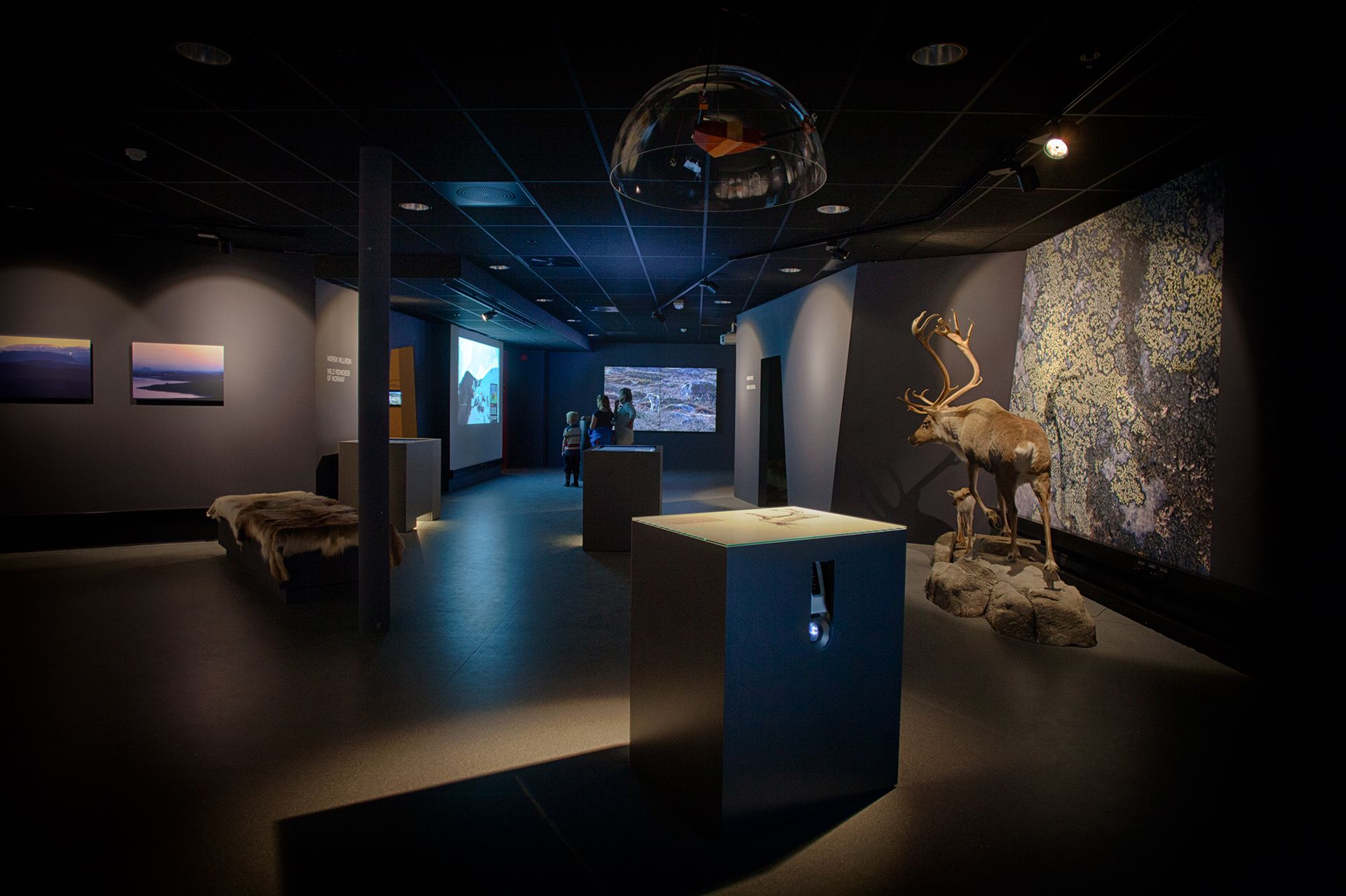 reindeer exhibition at Hardangervidda National Park Center 