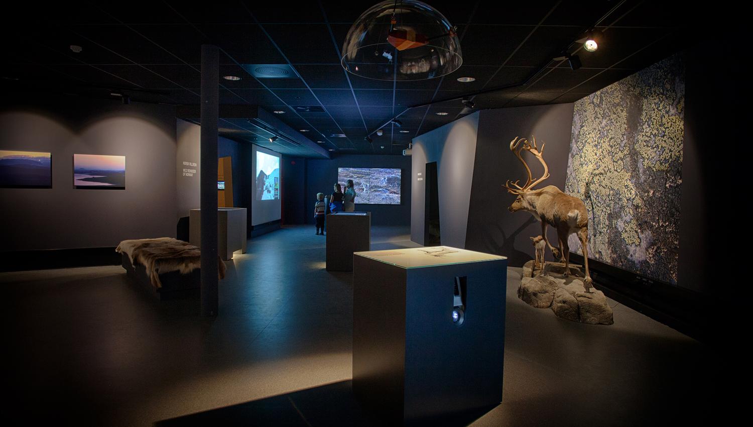 reindeer exhibition at Hardangervidda National Park Center