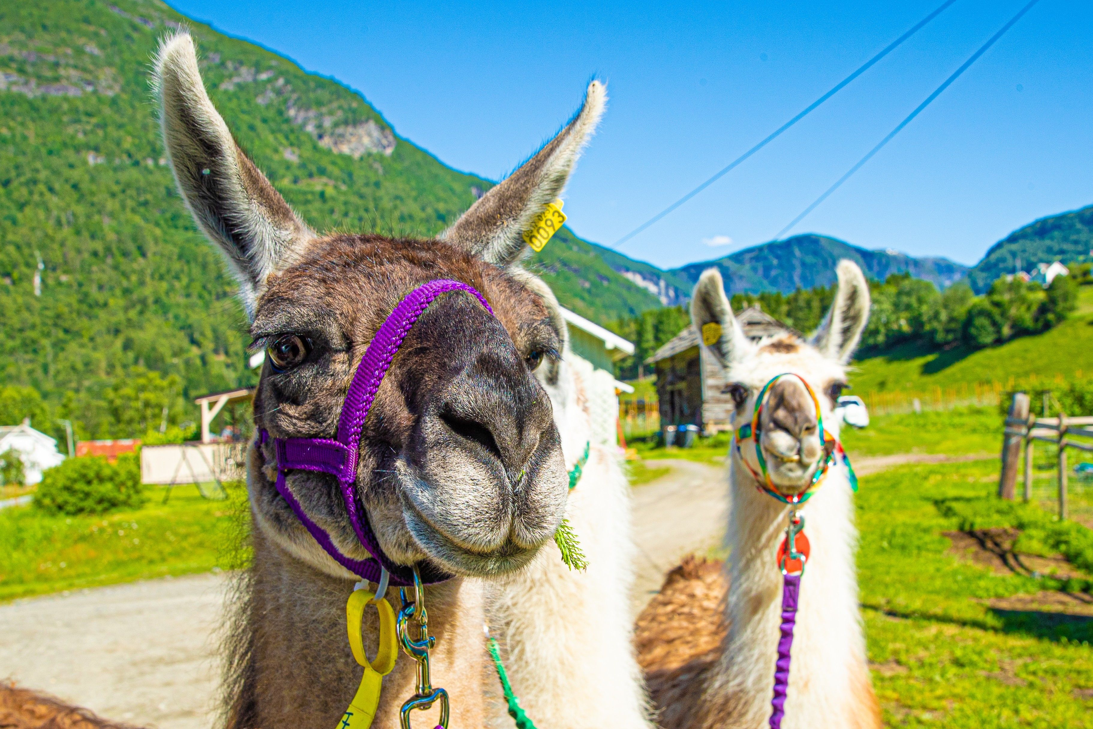 Skjolden Llamas