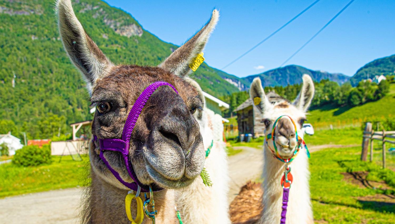Skjolden Llamas