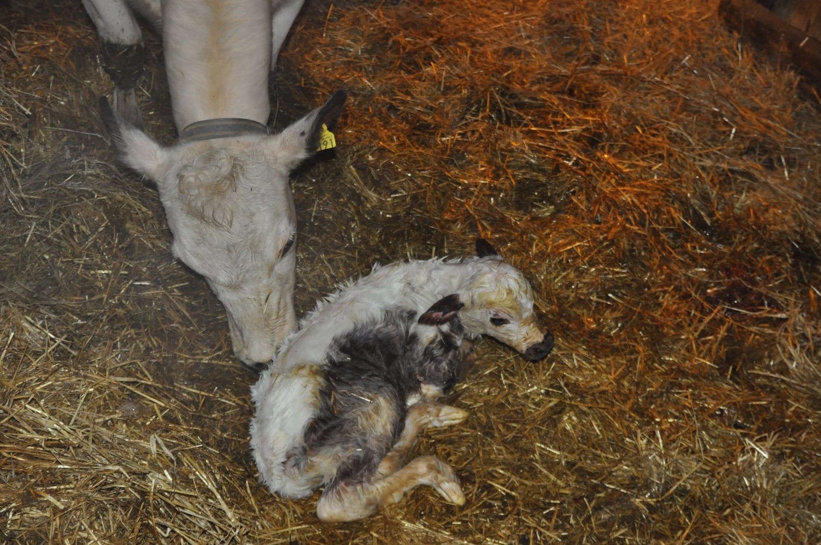 Calf and mother in the barn