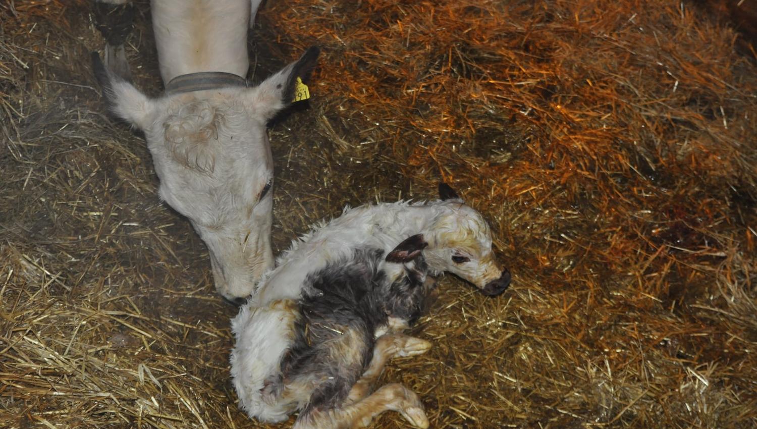 Calf and mother in the barn