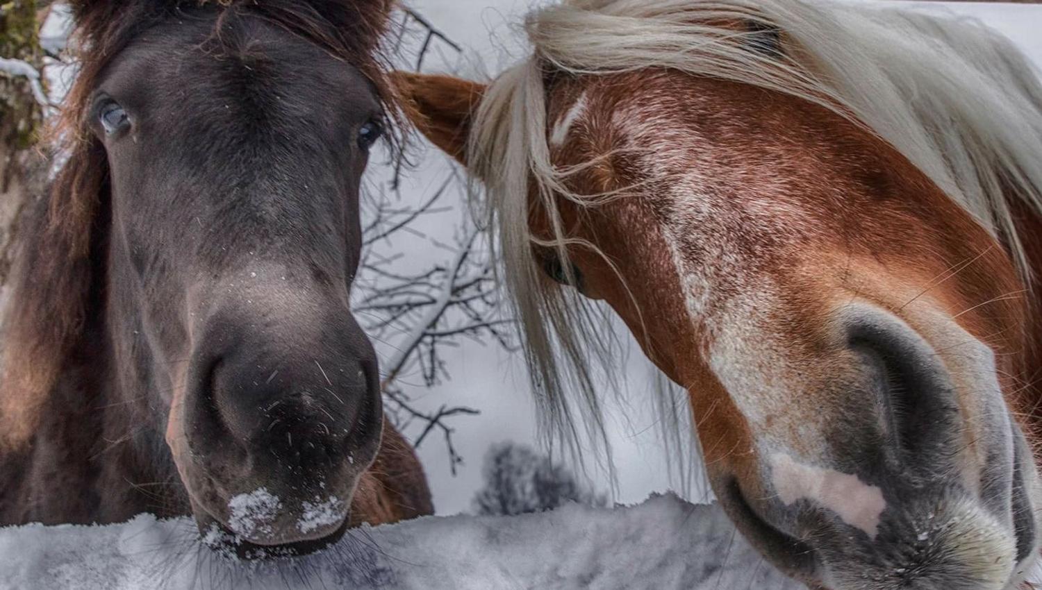 Two horses
