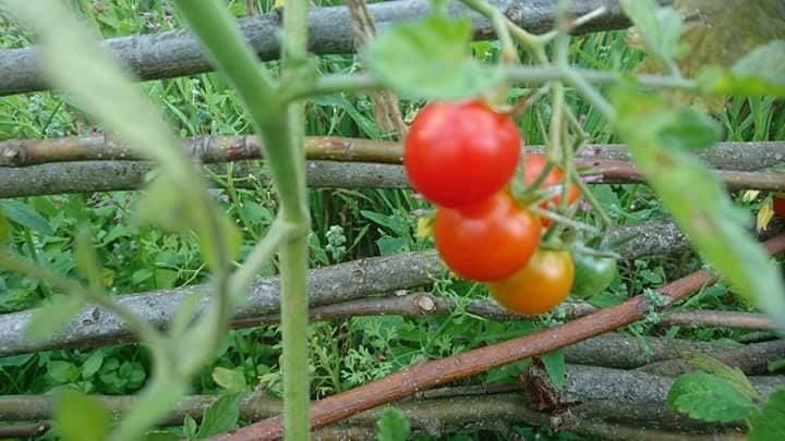 Tomatoes