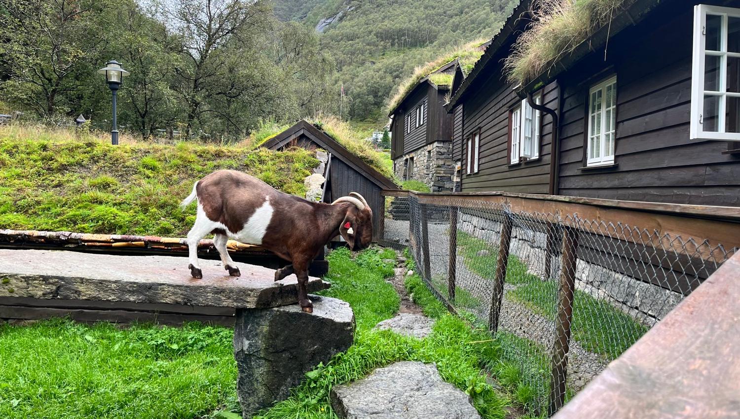 Fjord Hikes Stavanger Day trip