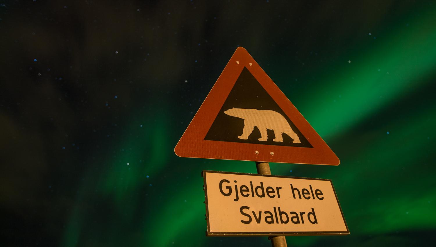 Et isbjørnfare-skilt i forgrunnen med nordlys på himmelen i bakgrunnen