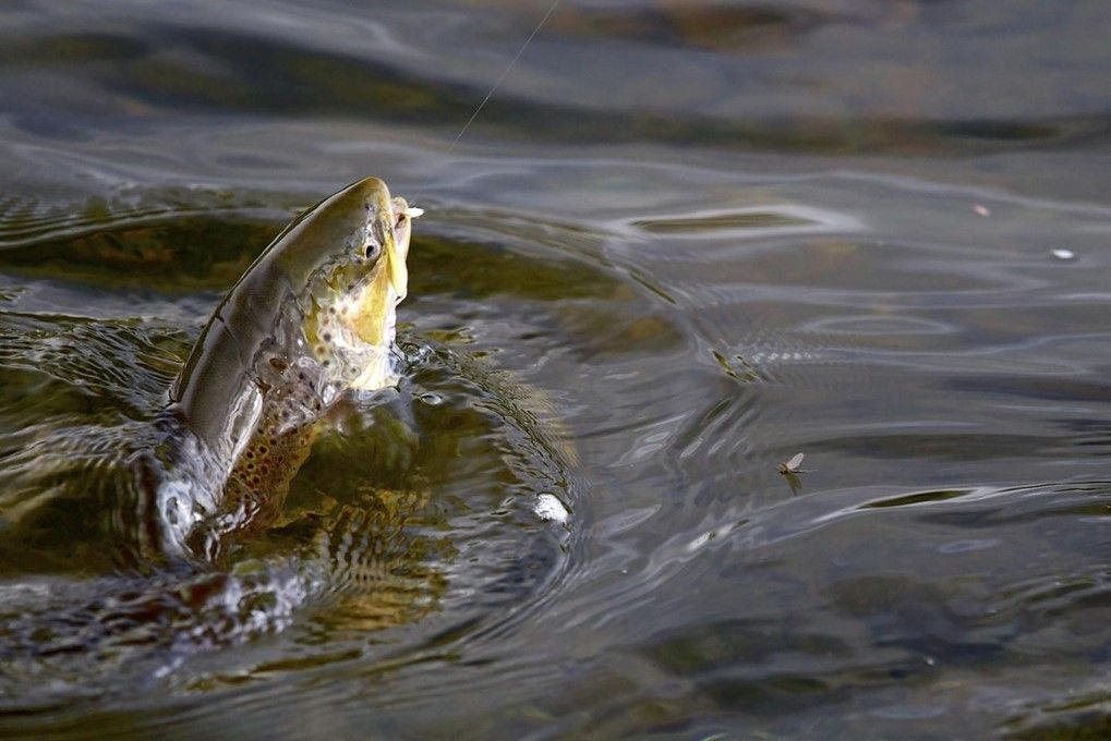 Many fun things to do at Bakkaåno Camping & Gjestegard