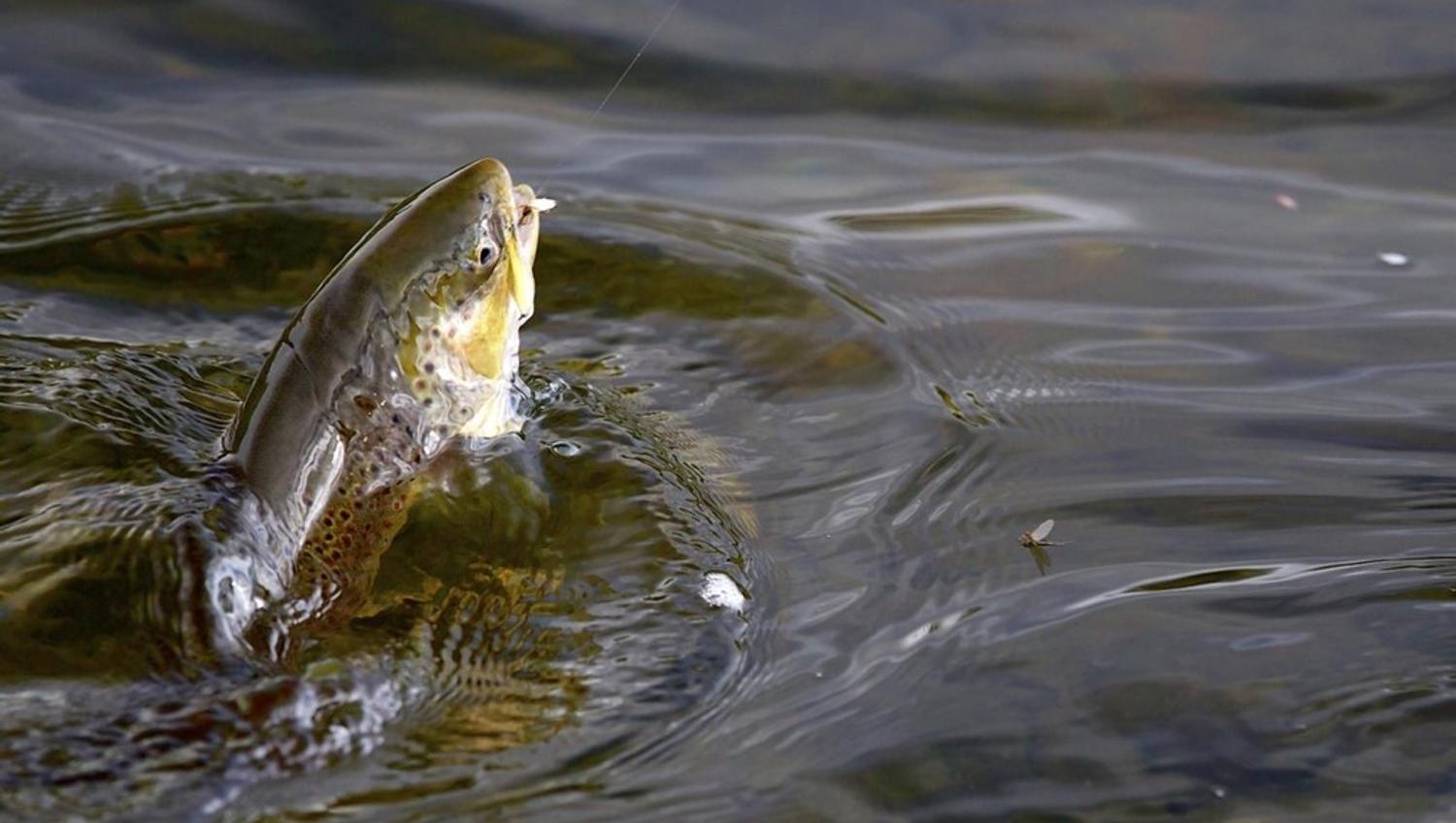 Many fun things to do at Bakkaåno Camping & Gjestegard